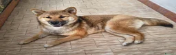 Shiba Inu cani in vendita: Shiba Inu femmina - Annuncio 1