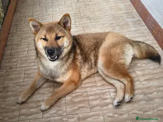 Shiba Inu cani Shiba Inu femmina - Annuncio 1