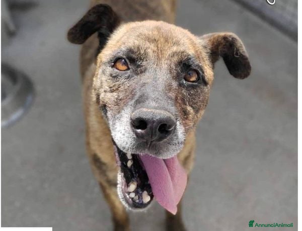 Altre razze cani BALU&#x27; buono con tutti - Annuncio 6