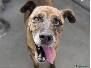 Altre razze cani BALU' buono con tutti - Annuncio 10