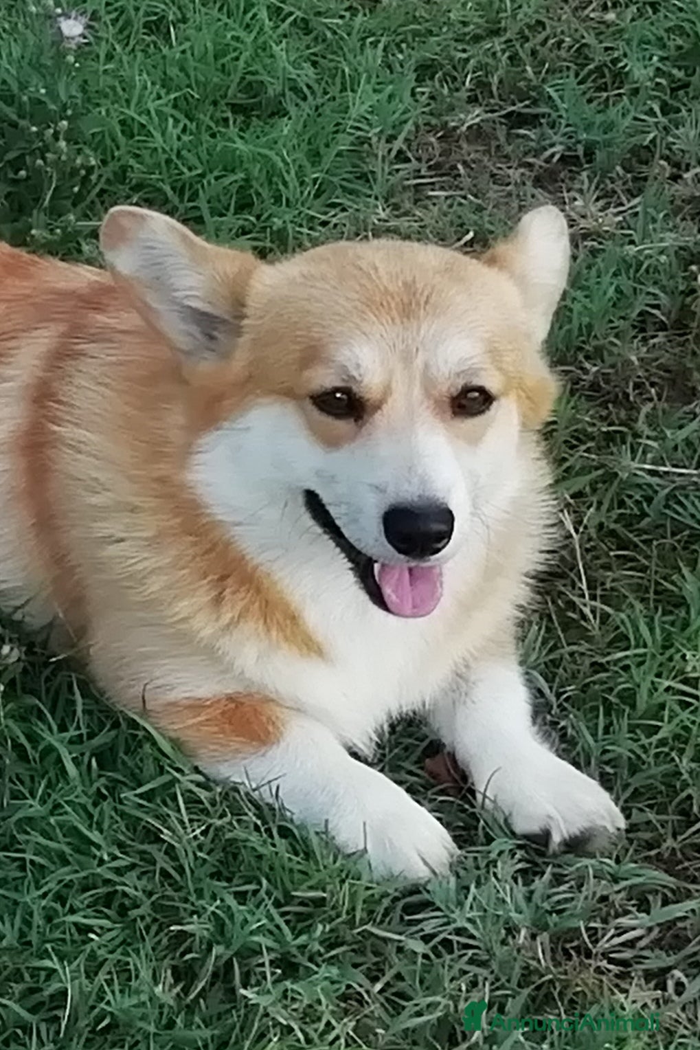 Corgi Pembroke cani in regalo: Corgi Pembroke  - Annuncio 1