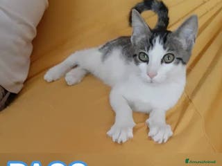 Europeo gatti PACO, dolce micino in adozione! - Annuncio 17