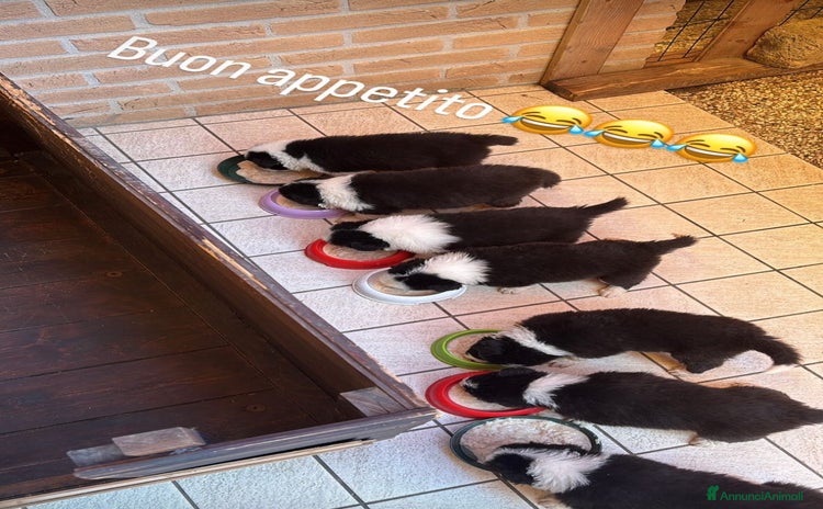 Border Collie cani a Città Metropolitana di Venezia - Annuncio 2