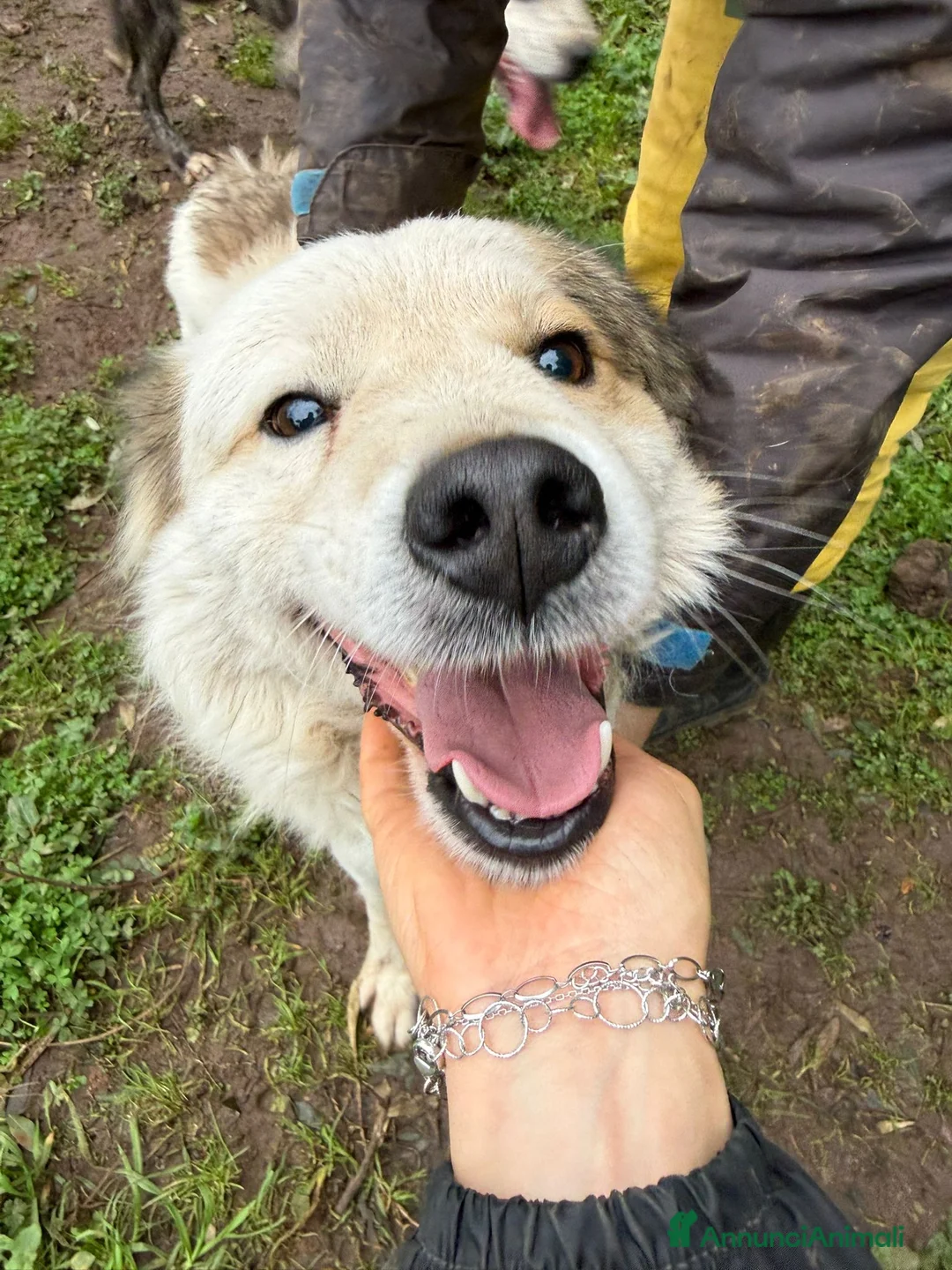 Meticcio cani in regalo: MILO ASPETTA UNA MAMMA  - Annuncio 1