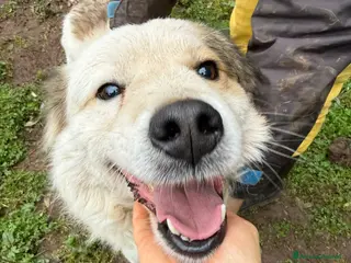 Meticcio cani MILO ASPETTA UNA MAMMA - Annuncio 3