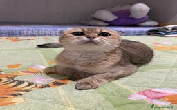 Scottish gatti in vendita: Scottish Fold - Immagine 5