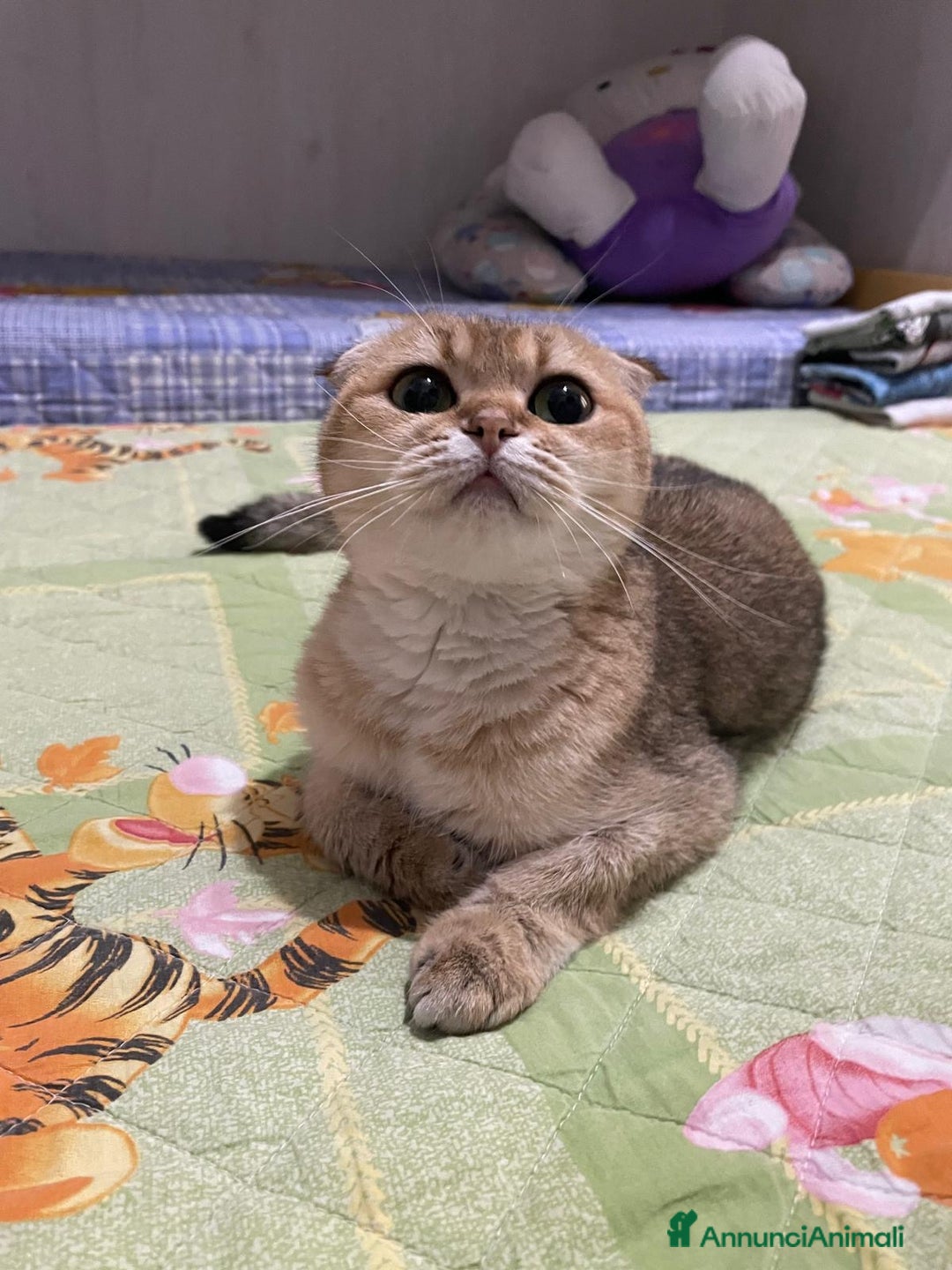 Scottish gatti in vendita: Scottish Fold - Immagine 5