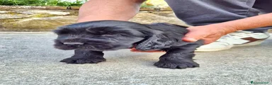 Cocker Cucciolo 2
