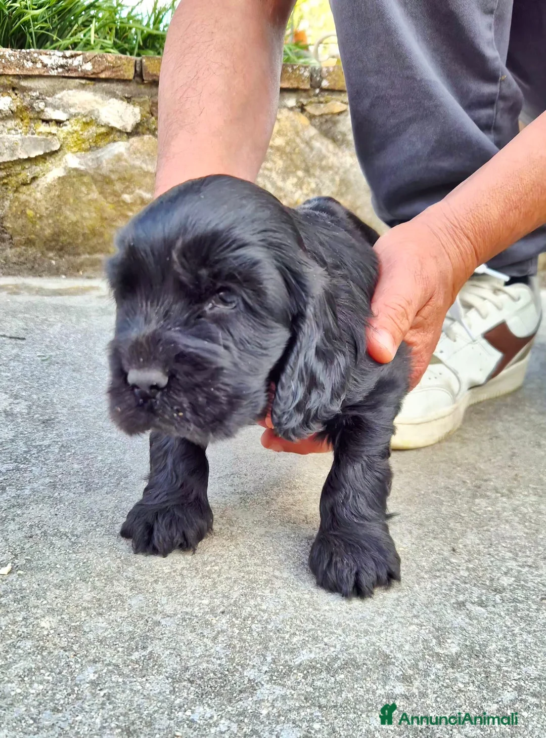 Cocker cani in vendita: Meravigliosi cuccioli di cocker spaniel pedigree  - Annuncio 2