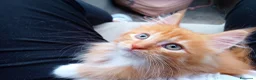 Maine Coon gatti in vendita: Maine coon con pedigree ENFI anche libero  - Annuncio 2