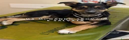 Meticcio cani in regalo: LUPA, cucciola simil-lupetta in adozione - Annuncio 2