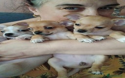 Chihuahua cani in vendita: Chihuahua Cuccioli stupendi a Città metropolitana di Roma Capitale - Immagine 21