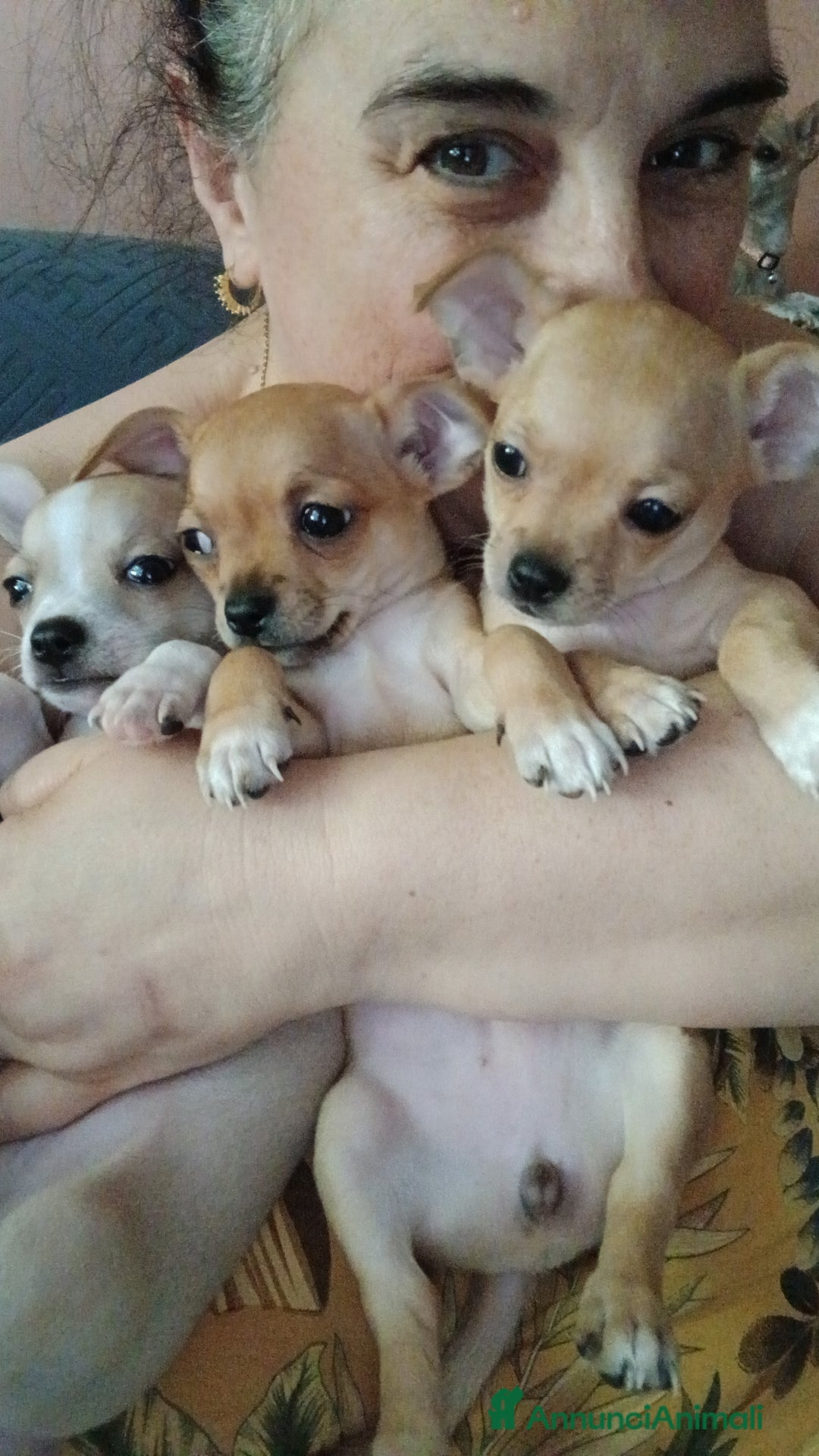 Chihuahua cani in vendita: Chihuahua Cuccioli stupendi a Città metropolitana di Roma Capitale - Immagine 21