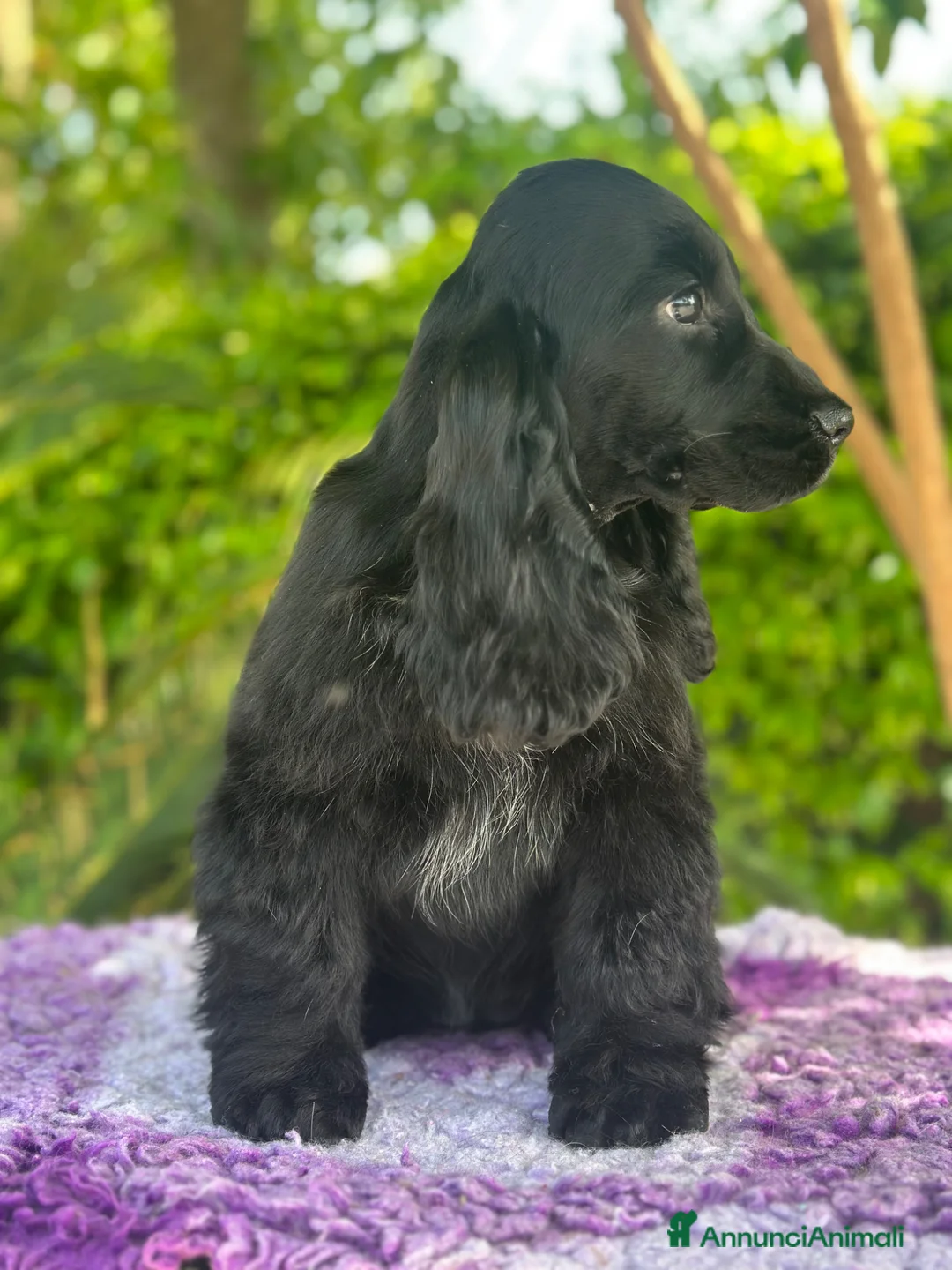 Cocker cani in vendita: Cocker spaniel inglese  - Annuncio 2
