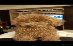 Barboncino cani per accoppiamento: BARBONCINO TOY RED per accoppiamento  a Città Metropolitana di Firenze - Immagine 1