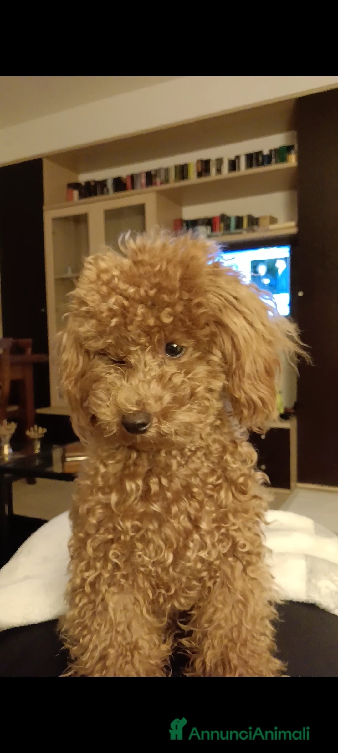 Barboncino cani per accoppiamento: BARBONCINO TOY RED per accoppiamento  a Città Metropolitana di Firenze - Annuncio 1