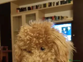 Barboncino cani BARBONCINO TOY RED per accoppiamento a Città Metropolitana di Firenze - Annuncio 9