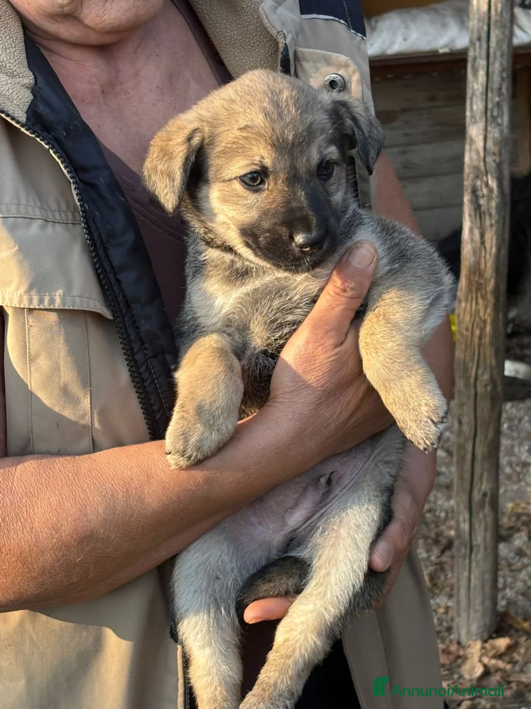 Meticcio cani in regalo: Pepito cucciolo 60 giorni tg medio piccola  - Annuncio 4