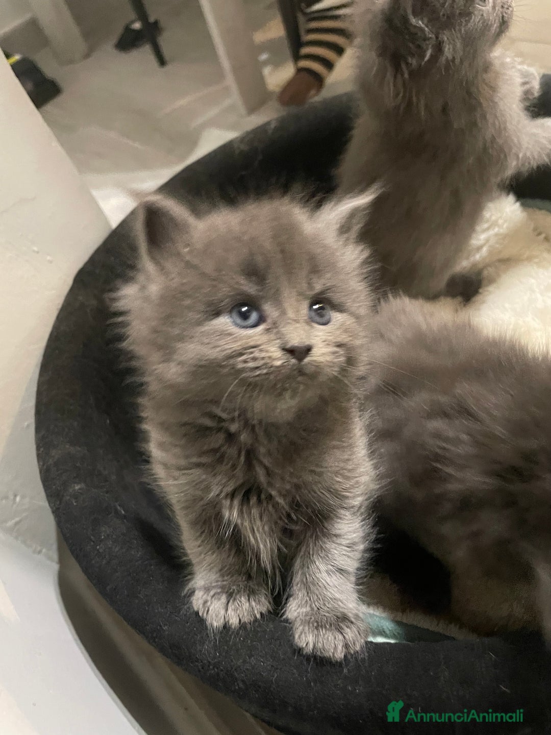 Maine Coon gatti in vendita: Mainecoon - Annuncio 18