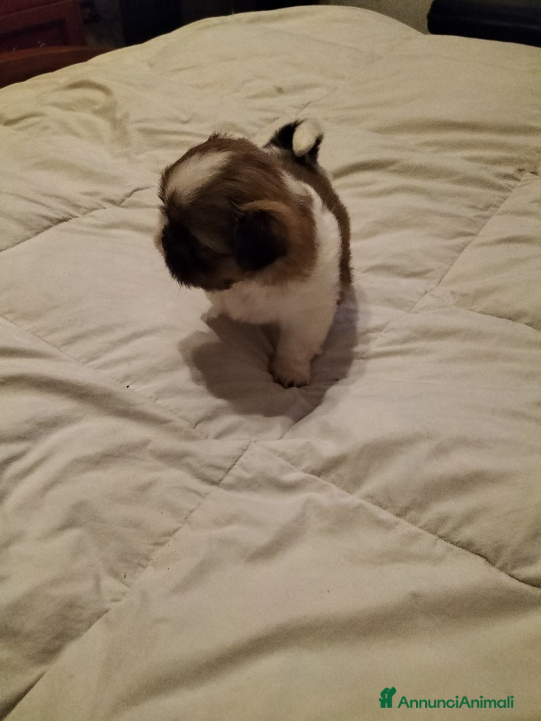 Shih Tzu cani in vendita: Cuccioli di shitzu  - Annuncio 2