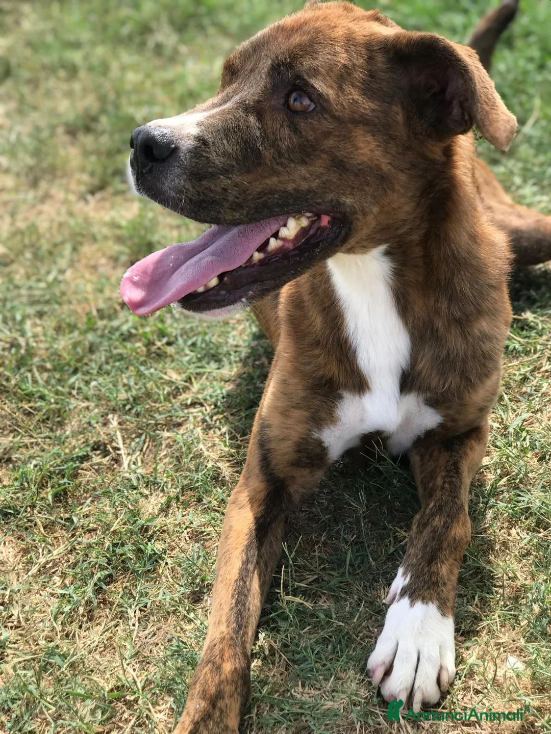 Meticcio cani in regalo: RAP simpaticissimo derivato boxer a Provincia di Latina - Annuncio 8