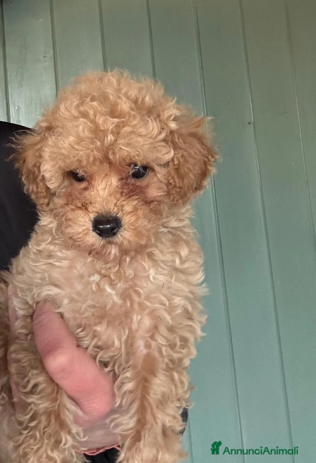 Barboncino Toy cani in vendita: Barboncino toy crema - Annuncio 4