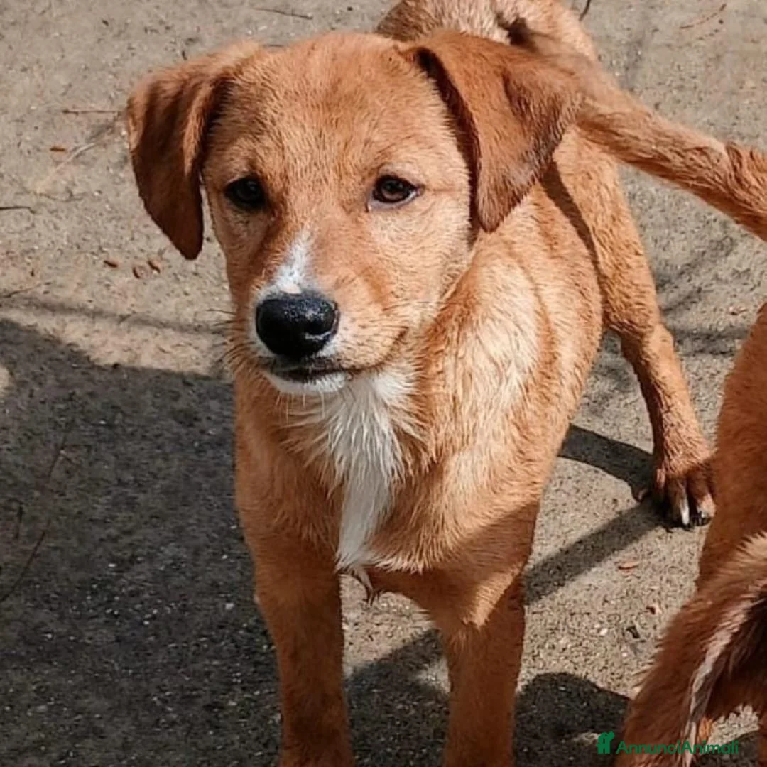 Meticcio cani in regalo: BACK 💙 - cucciolo futura taglia media contenuta - Annuncio 2