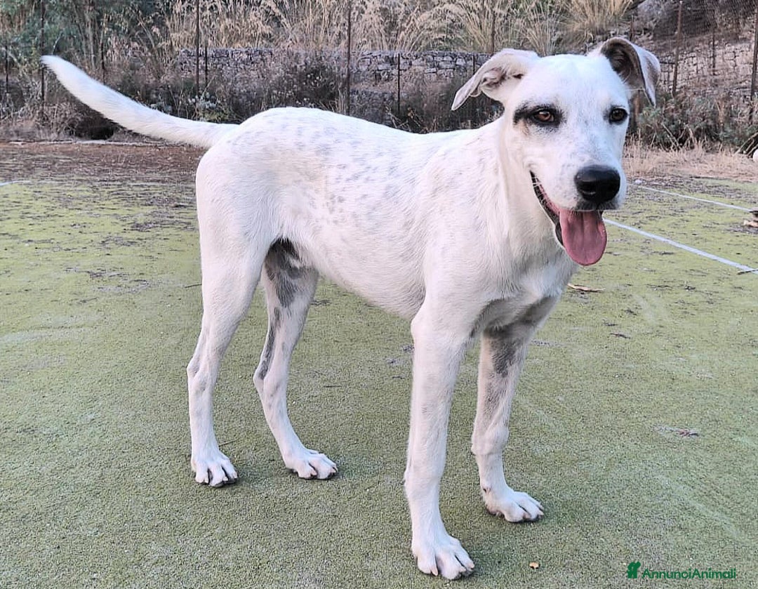 Meticcio cani in regalo: Blues 5 mesi taglia media grande  - Annuncio 4