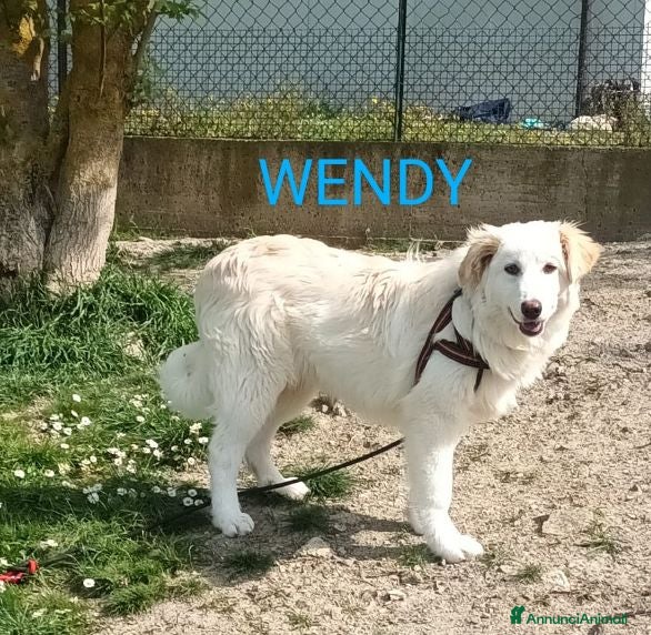 Meticcio cani WENDY giovane tg mediogrande - Annuncio 13