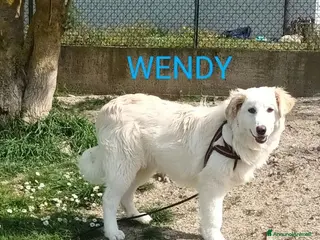 Meticcio cani WENDY giovane tg mediogrande - Annuncio 13