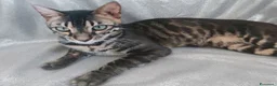 Bengala gatti in vendita: Esclusivo Bengala "Leopardo Nero" - Annuncio 2