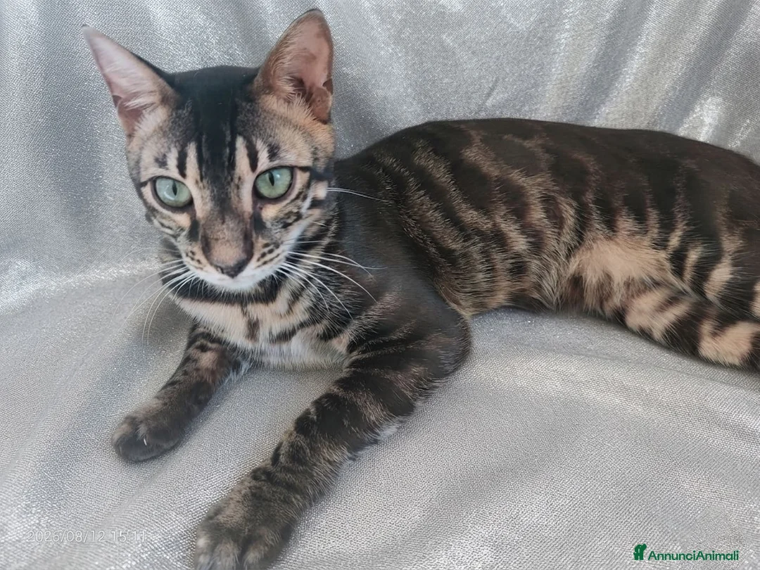 Bengala gatti in vendita: Esclusivo Bengala "Leopardo Nero" - Annuncio 2