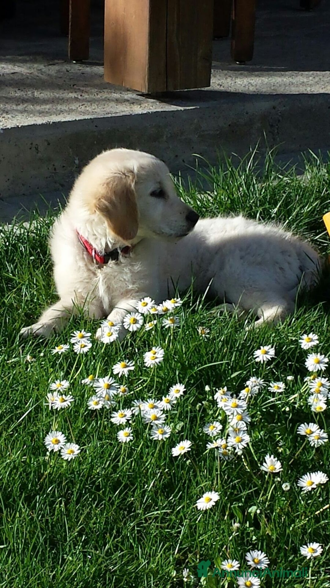 Golden Retriever cani in vendita: Vendesi cuccioli di Golden Retriever  a Provincia di Varese - Immagine 13