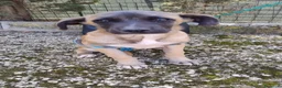 Meticcio cani in regalo: pia    - Annuncio 3