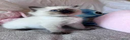 Ragdoll gatti in vendita: Cuccioli Ragdoll disponibili a Città metropolitana di Messina - Annuncio 24