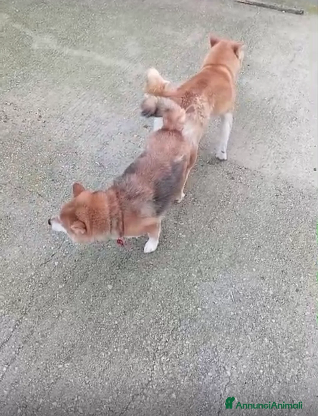 Shiba Inu cani in vendita: Shiba inu con pedigree  - Annuncio 7