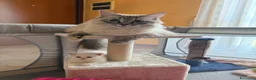 Siberiano gatti in vendita: Ultime due cucciole siberiane neva disponibili - Annuncio 2