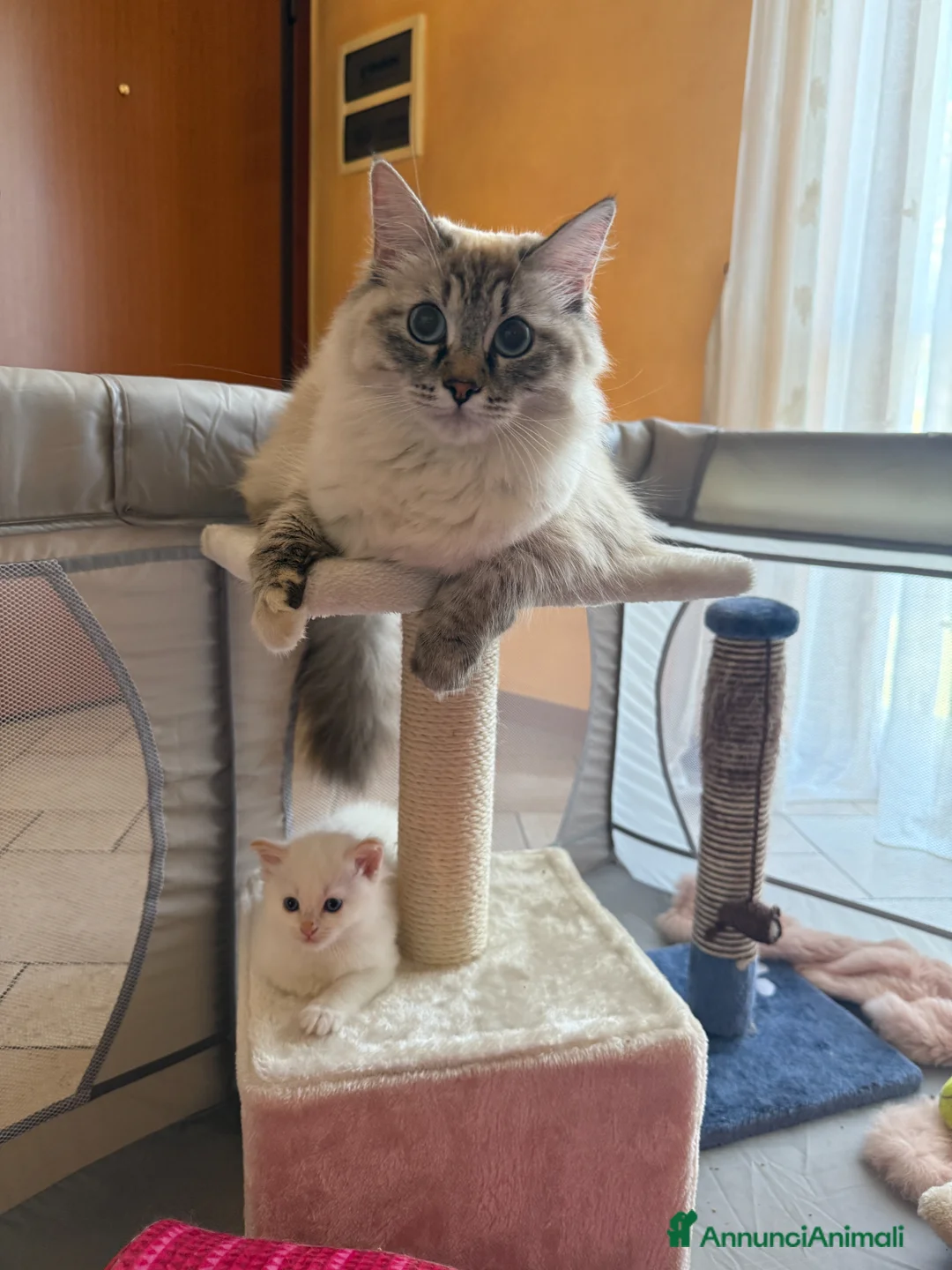 Siberiano gatti in vendita: Ultime due cucciole siberiane neva disponibili - Annuncio 2