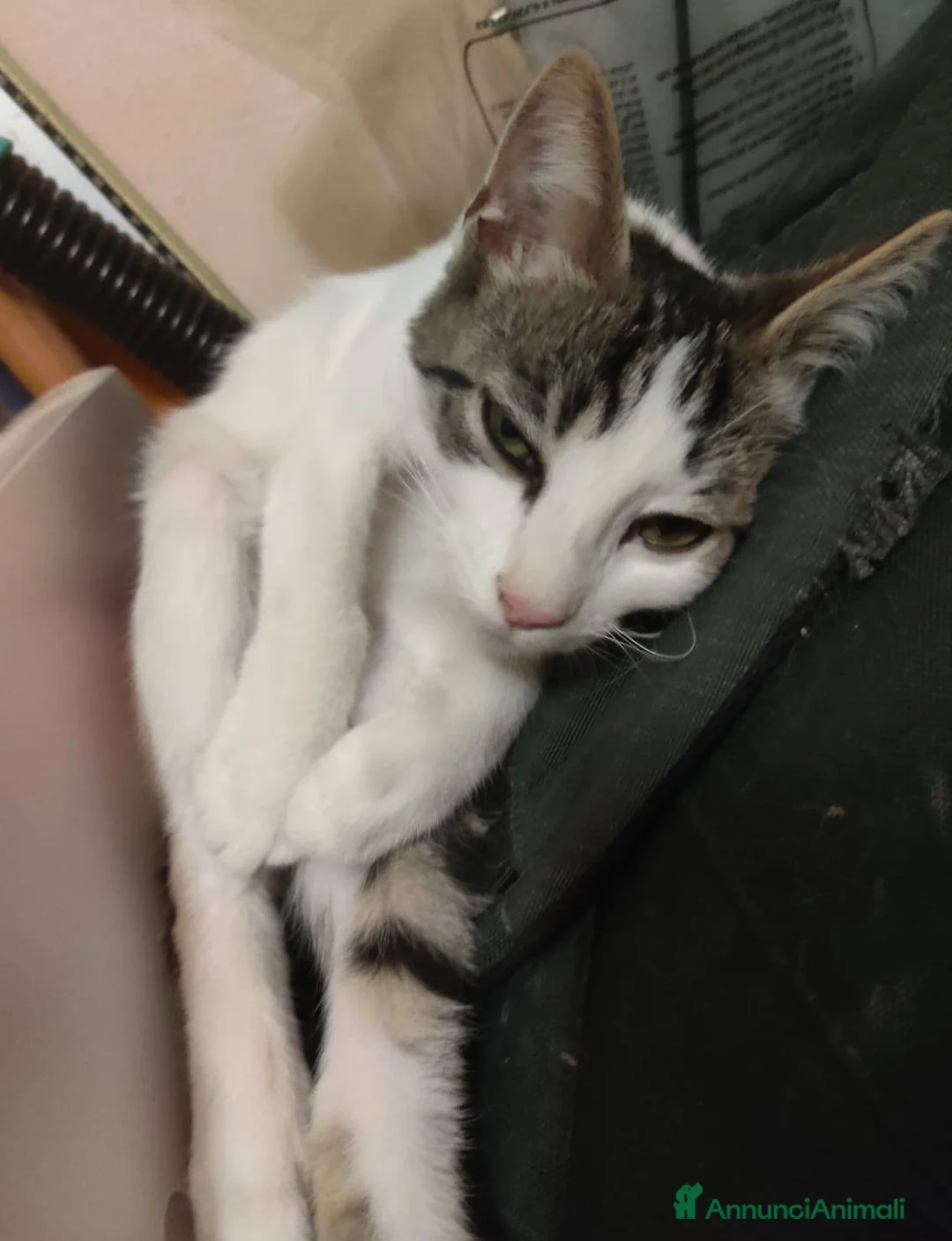 Europeo gatti in regalo: PACO, dolce micino in adozione! - Annuncio 5