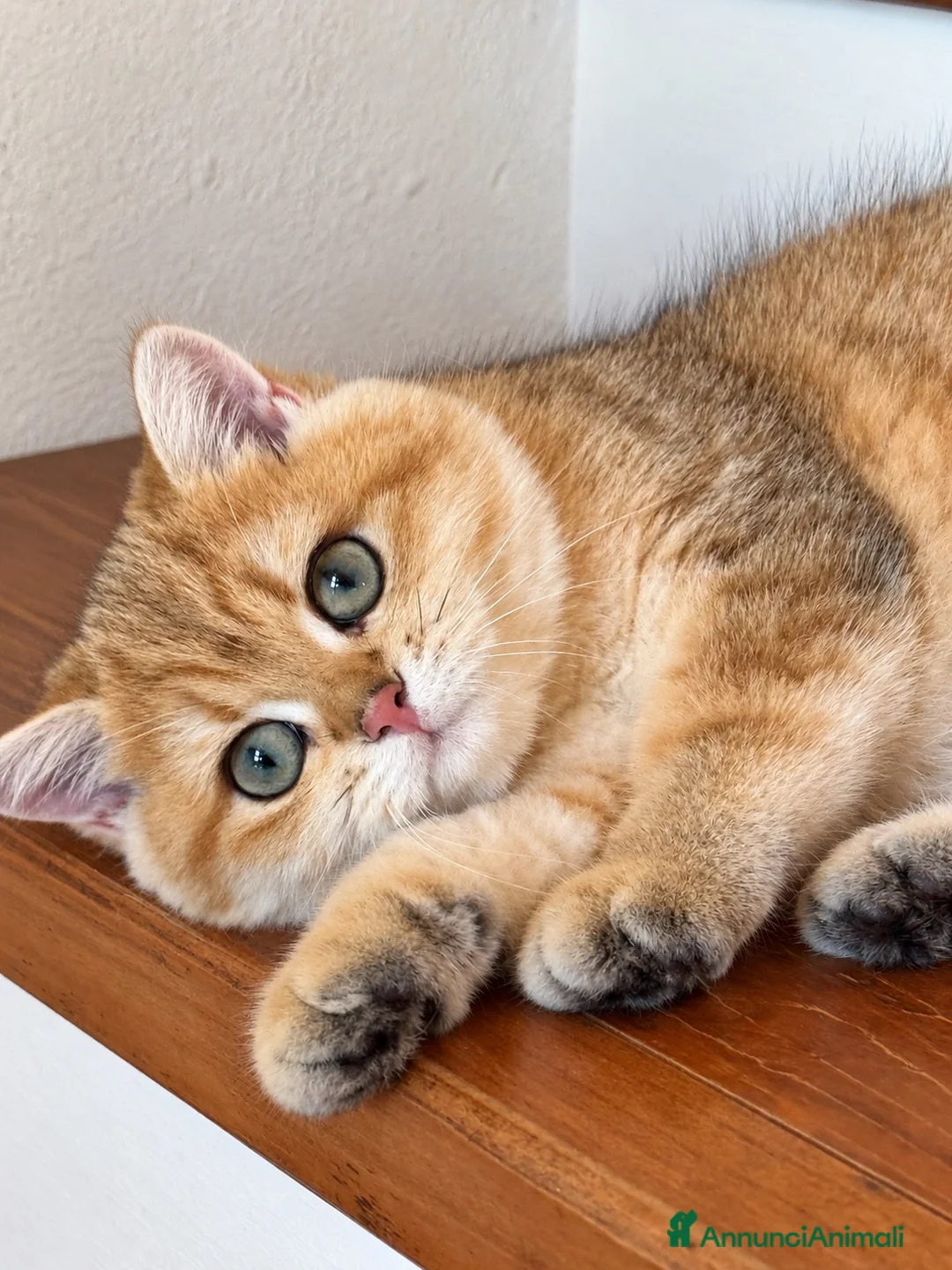 Scottish gatti in vendita: Scottish Straight Cucciola a Provincia di Prato - Annuncio 1