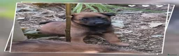 Pastore Belga cani in vendita: Allevamento Pastore Belga Malinois in Calabria.  a Provincia di Cosenza - Annuncio 5