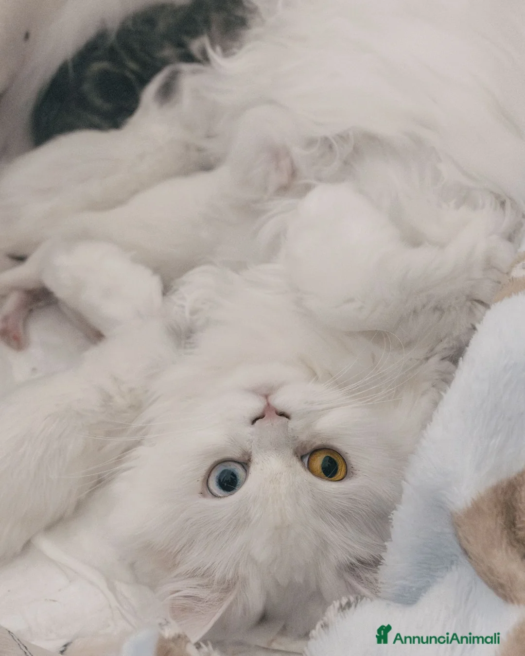 Scottish gatti in vendita: Gattini highland con pedigree  - Annuncio 7