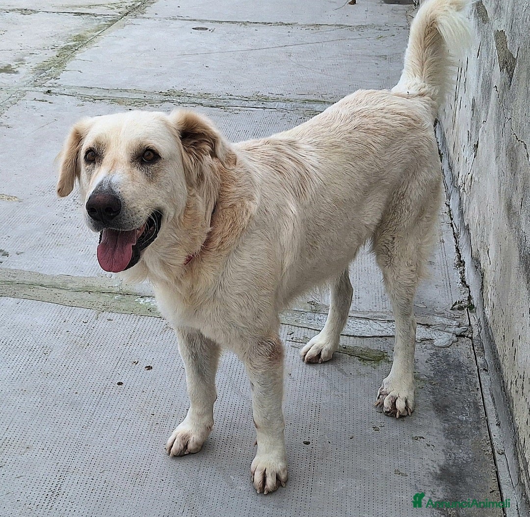 Meticcio cani in regalo: Noè 1 anno taglia grande  - Annuncio 5