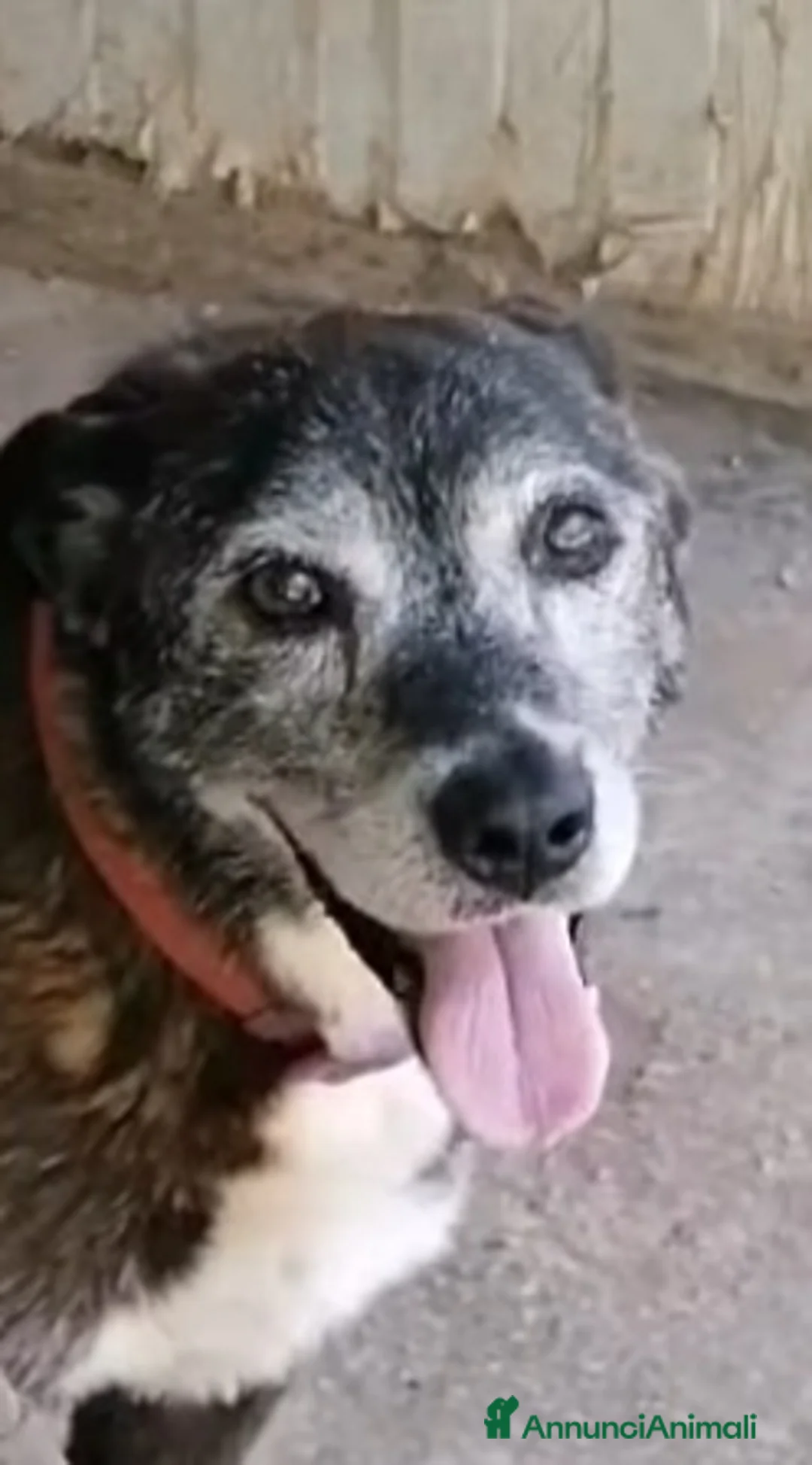 Meticcio cani in regalo: Lady 12ANNI DI CANILE..CHI PUÒ SALVARLA? NAPOLI a Città metropolitana di Milano - Annuncio 1