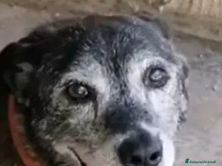 Meticcio cani Lady 12ANNI DI CANILE..CHI PUÒ SALVARLA? NAPOLI - Annuncio 35