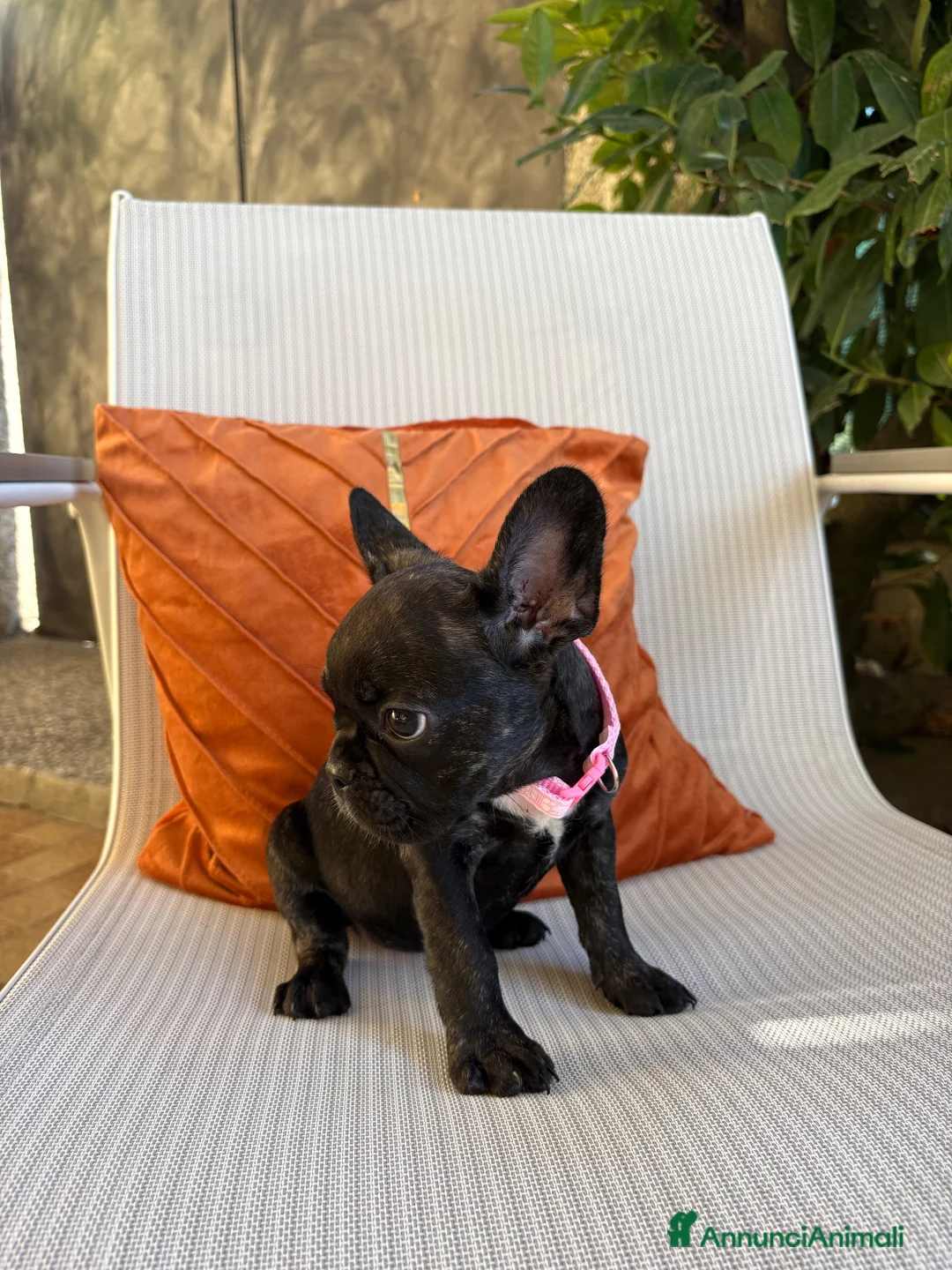Bulldog Francese cani in vendita: Cuccioli di Bulldog Francese  a Provincia di Verona - Annuncio 2