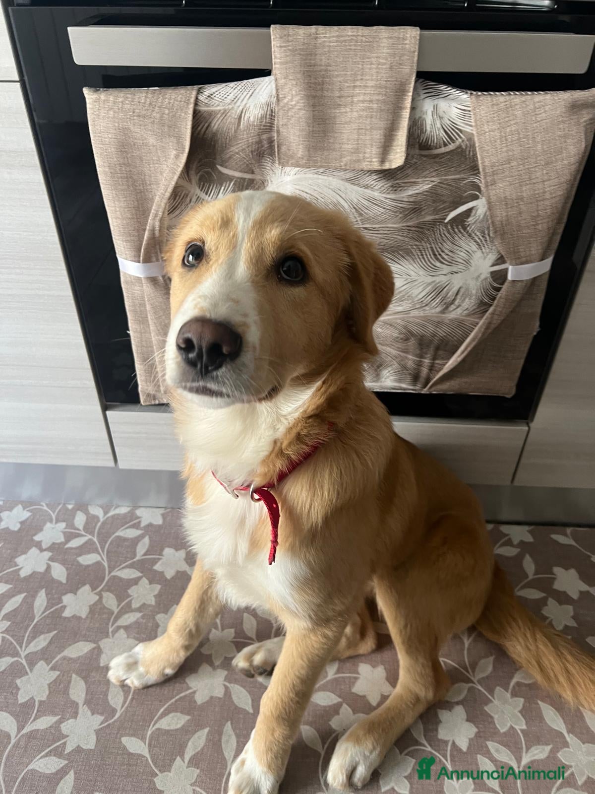 Meticcio cani in regalo: Adozione Alex 8 mesi a Provincia di Foggia - Annuncio 2