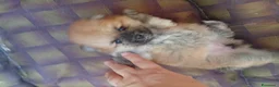 Volpino Pomerania cani in vendita: Pomerania in vendita  - Annuncio 1
