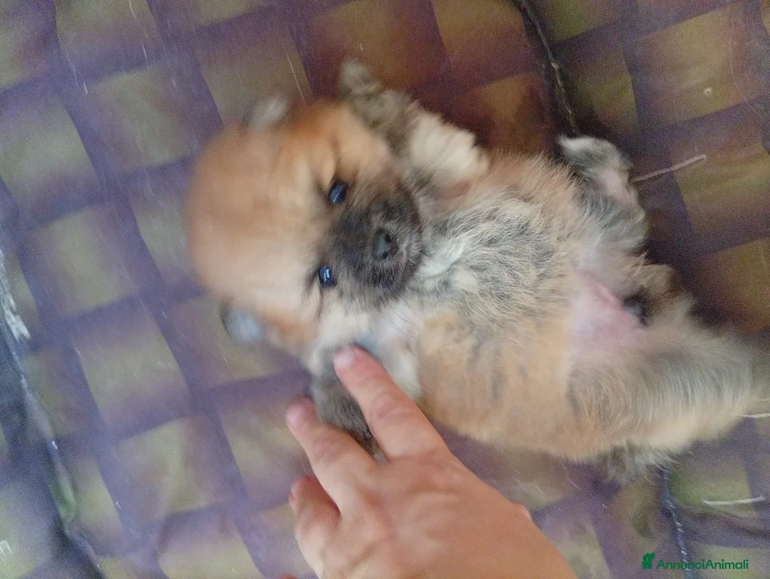 Volpino Pomerania cani in vendita: Pomerania in vendita  - Annuncio 1