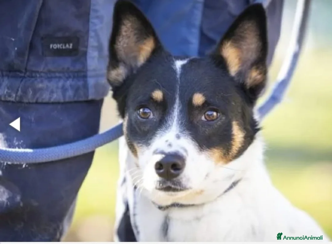 Meticcio cani in regalo: 3anni femmina la reclusione l'ha resa paurosa.VAR a Città metropolitana di Milano - Annuncio 2